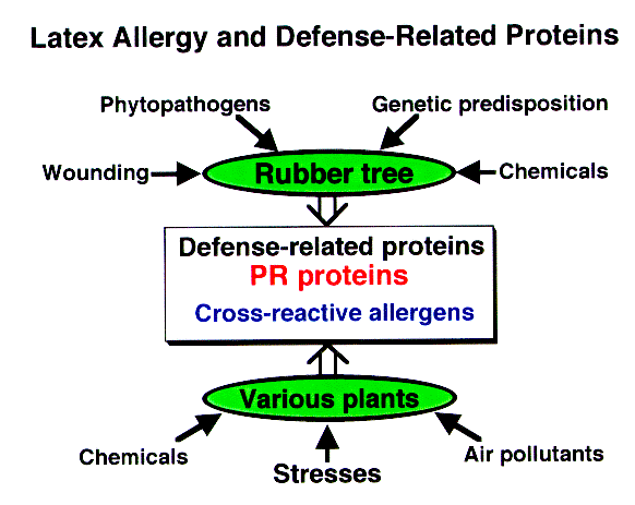 Defense-related proteins as latex and cross-reactive plant allergens.