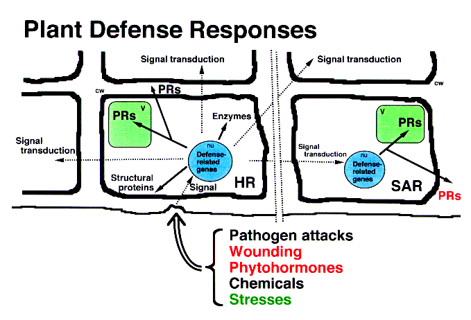 Defense responses of higher plants.