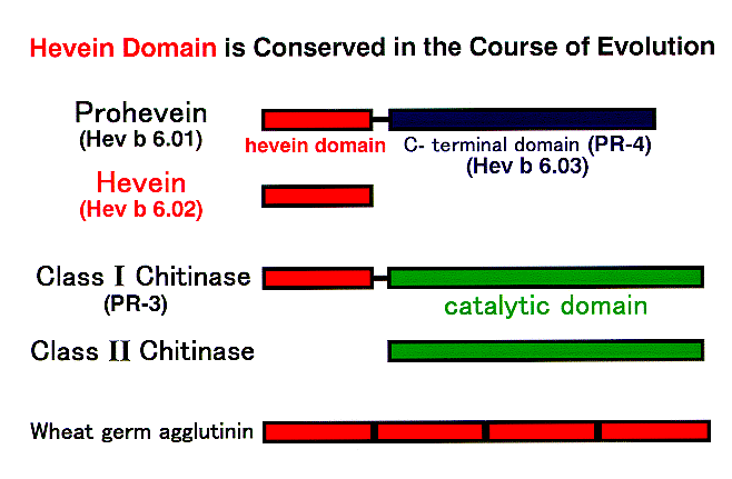 Hevein domain is conserved in the course of evolution.