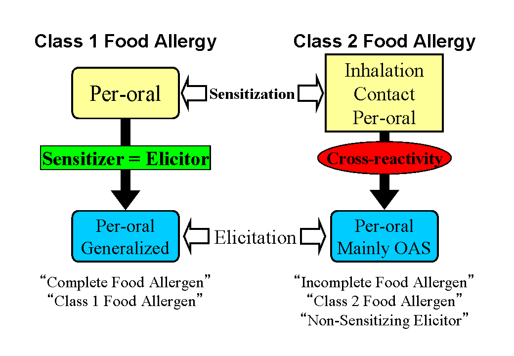 Conventional food allergy (left) vs. Food allergy based on the cross-reactivity of antigens (right).