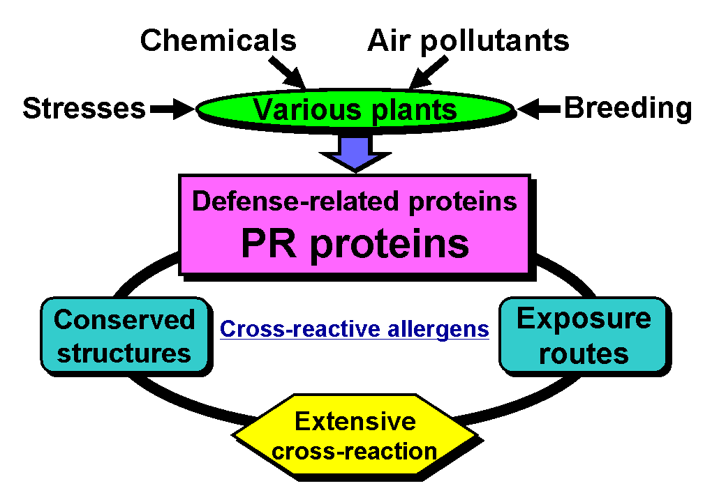 Defense-related proteins as families of cross-reactive plant allergens.